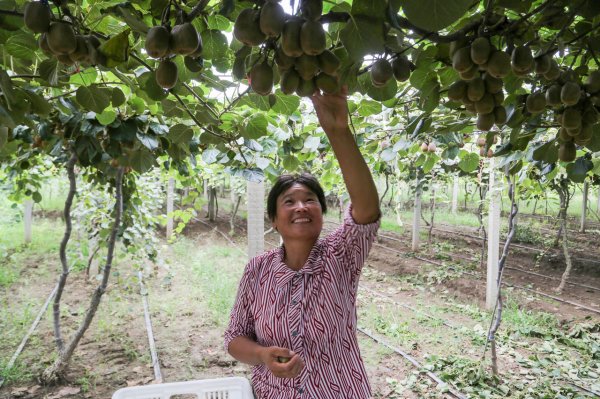 日升鑫 猕猴桃丰收带动增收